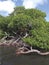 Close-up of roots, trunks, shrubs and littoral vegetation of the Caribbean Sea. French Antilles. Vegetation background near the