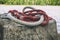 Close up rope on the stump near river and forest. Faded photo of collar of rope in autumn near lake. Red and brown rope.