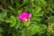 Close up Rosa canina fresh pink flower in green garden. Rosehip dog rose flower with bee inside it