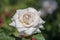 Close-up of Rosa Iceberg (White) plant. Single rose