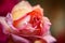 A close-up of a rose with a blurred background AI generated