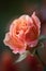A close-up of a rose with a blurred background AI generated