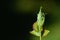 Close-up of a rose bud that is full of green aphids