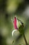 Close-up of a rose bud on a green background with bokeh