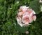 Close up of Rose Geranium Pelargonium Graveolens flower