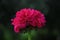 Close up of Rose Geranium pink blossom flower