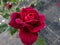 Close-up of rose `Grafin von Hardenberg` with beautiful blooms that open up in very full and elegant velvety burgundy corollas