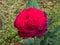 Close-up of rose `Grafin von Hardenberg` with beautiful blooms that open up in very full and elegant velvety burgundy corollas