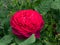 Close-up of rose `Grafin von Hardenberg` with beautiful blooms that open up in very full and elegant velvety burgundy corollas