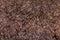 Close-up on Rose grey young alpaca wool or fiber-