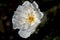 Close up of a rose named Iceberg, snow white or FÃ©e de Neiges