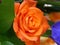 Close up of Rose Orange Swirl Center
