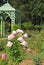 Close-up of a rose in a rose garden of a floral park