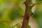 Close up of a rose stem with sharp thorns and green leaves.