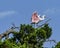 Close up of a Roseate Spoonbill in a Cypress Treetop