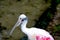 Close up of roseate spoonbill in Florida