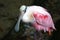 Close up of roseate spoonbill in Florida