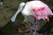 Close up of roseate spoonbill in Florida