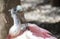 Close-up Of Roseate Spoonbill Grooming