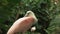 Close up of a roseate spoonbill resting then turning its head