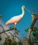 Close up of roseate spoonbill in spring breeding colors