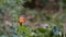 Close-up of a rosebush, red, orange, colonized by aphids, in spring