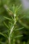 Close up Rosemarry herb in cluster