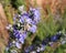 Close-up of rosemary flowers