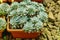 Close up of rosetted echeveria, succulent in a pot