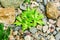 Close up of  rosetted echeveria, Succulents in desert botanical garden with sand stone pebbles background