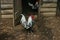 Close up of a Roster in a Chicken Coop