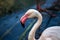 Close-up of rosy colored flamingo waterbird wading in the river, neck und head detail