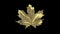 Close-up rotation maple leaf covered by drops of water. Leaf gold color isolated on black background. 3d 4K