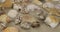 Close-up. Rotation of seashells and stars lying in the sand. Beach background.