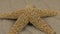 Close-up, the rotation of the starfish lying on the sand dunes.