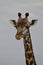 Close up of Rothschild`s Giraffe Facing Camera