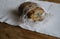 Close up on rotted bread on the table