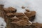 Close-up of a rotten stump with tree mushrooms covered by snow on a horizontal trunk during a winter in Czech republic