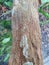 close-up rotting tree trunk texture