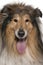 Close-up of Rough collie with tongue out