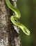 Close up of a rough green snake