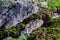 Close up of a rough limestone rock between moss and green grass