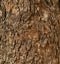 Close up of rough oak wood or timber surface. Tree bark trunk or lumber texture pattern background