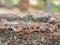 Close-up of rough texture of laterite stone