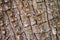Close Up Rough Textured Tree Bark Brown Peeling Layers