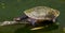 Close-up of a round Australian turtle in a pool