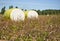 Close-up round bale of harvested cotton wrapped in yellow plastic.