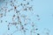 Close up of round drops of dew on a cobweb, blue abstract background. Macro photo of dew drops with bokeh