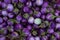 Close-up round fresh organic raw purple eggplant in farmer\'s mar