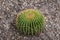 Close up of a round green cactaceae (Echinocactus grusonii Hildm